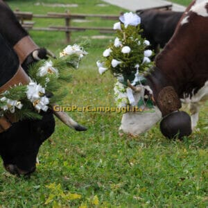 Devétéya é Féra de Cogne (AO)